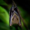 Kalon ramenaty - Cynopterus brachyotis - Lesser Short-nosed Fruit Bat o4165